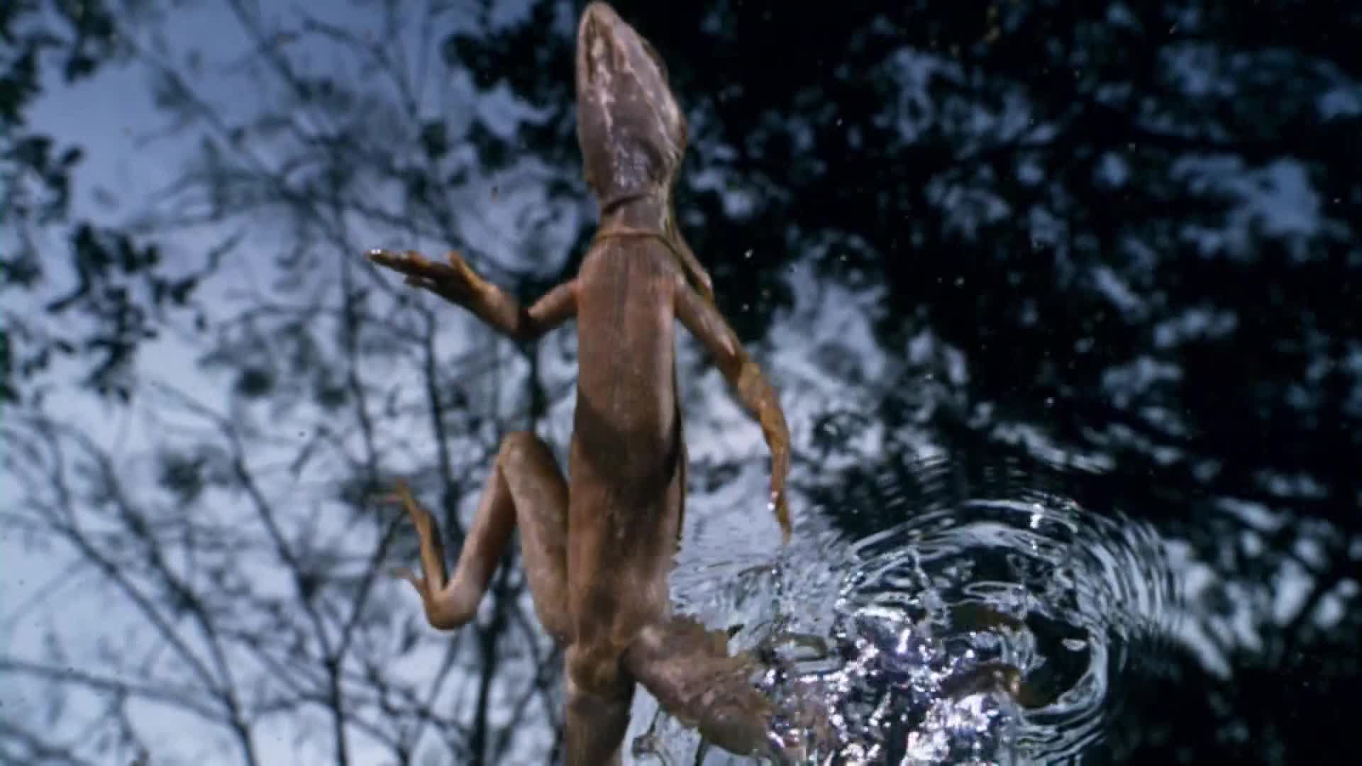 AnimalPlanet
