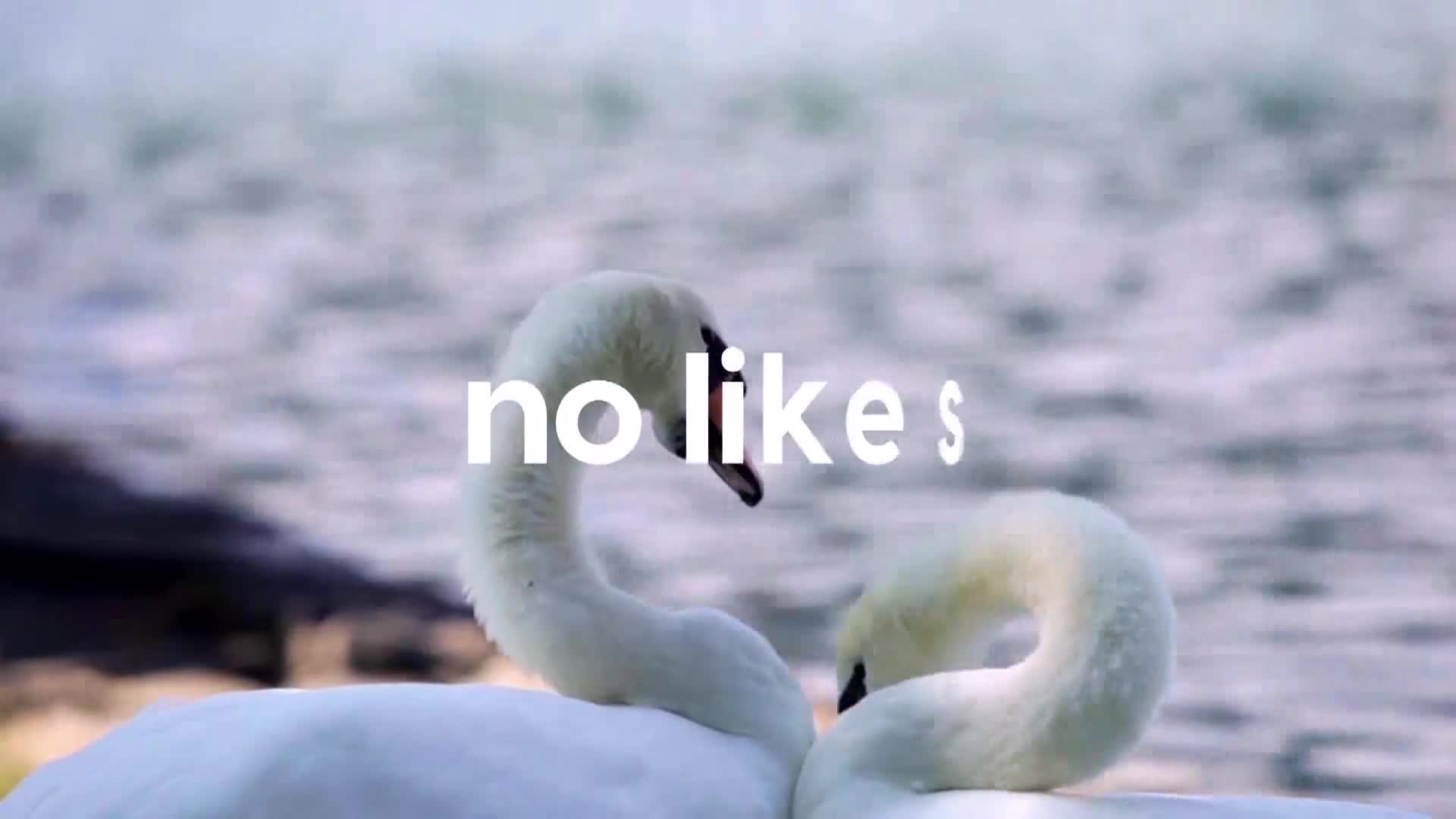 AnimalPlanet