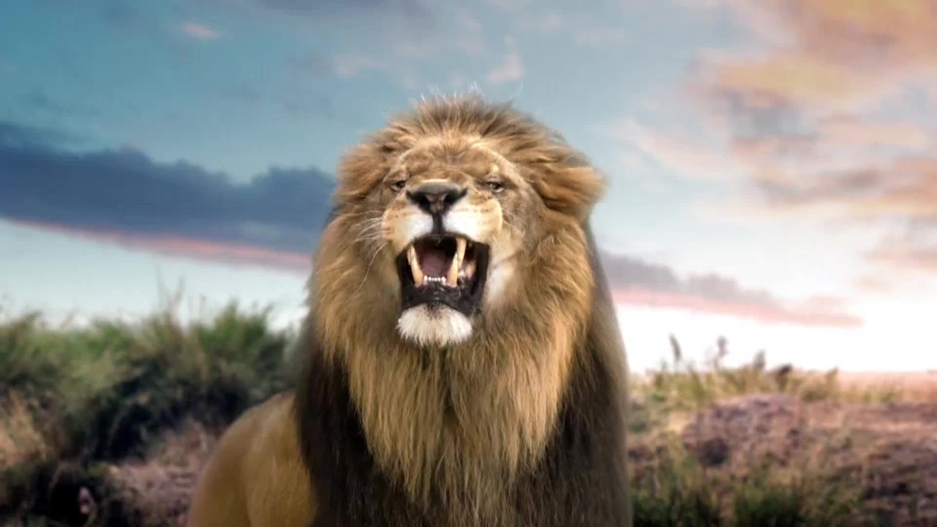 AnimalPlanet