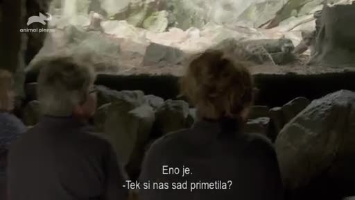 AnimalPlanet