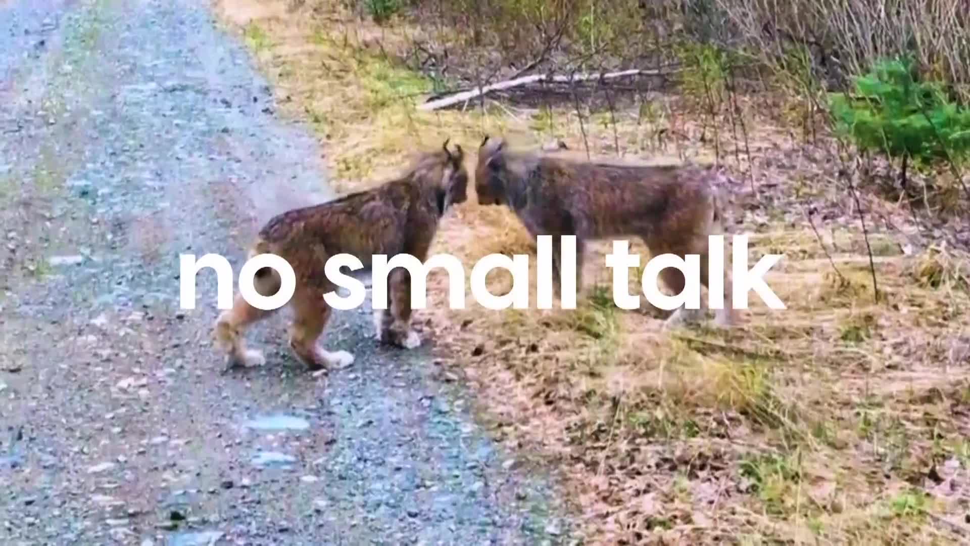 AnimalPlanet
