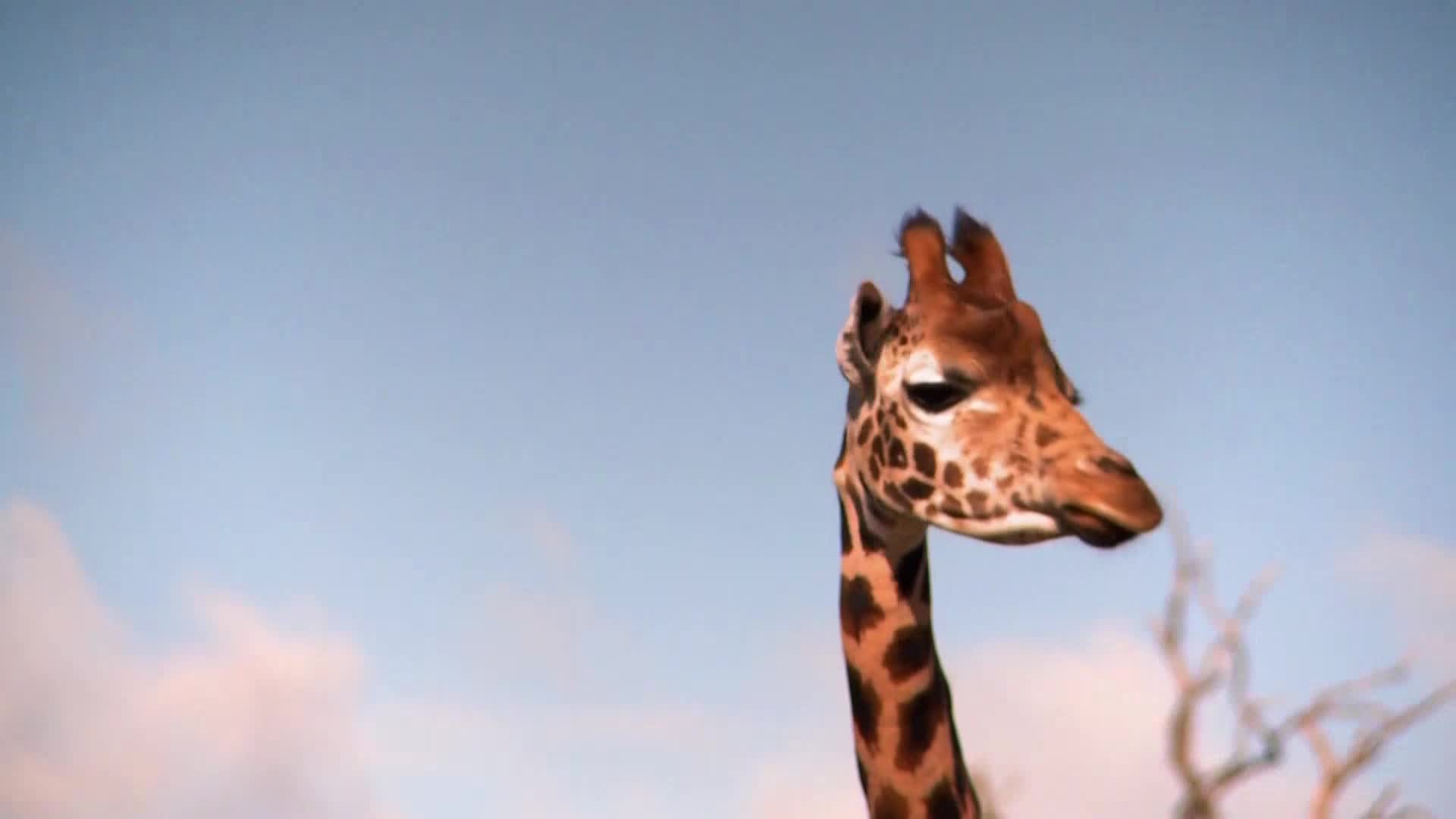 AnimalPlanet
