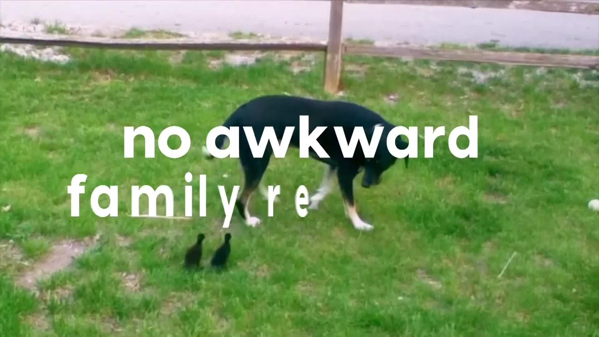 AnimalPlanet