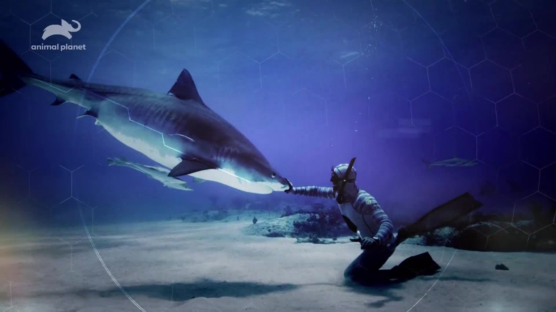 AnimalPlanet