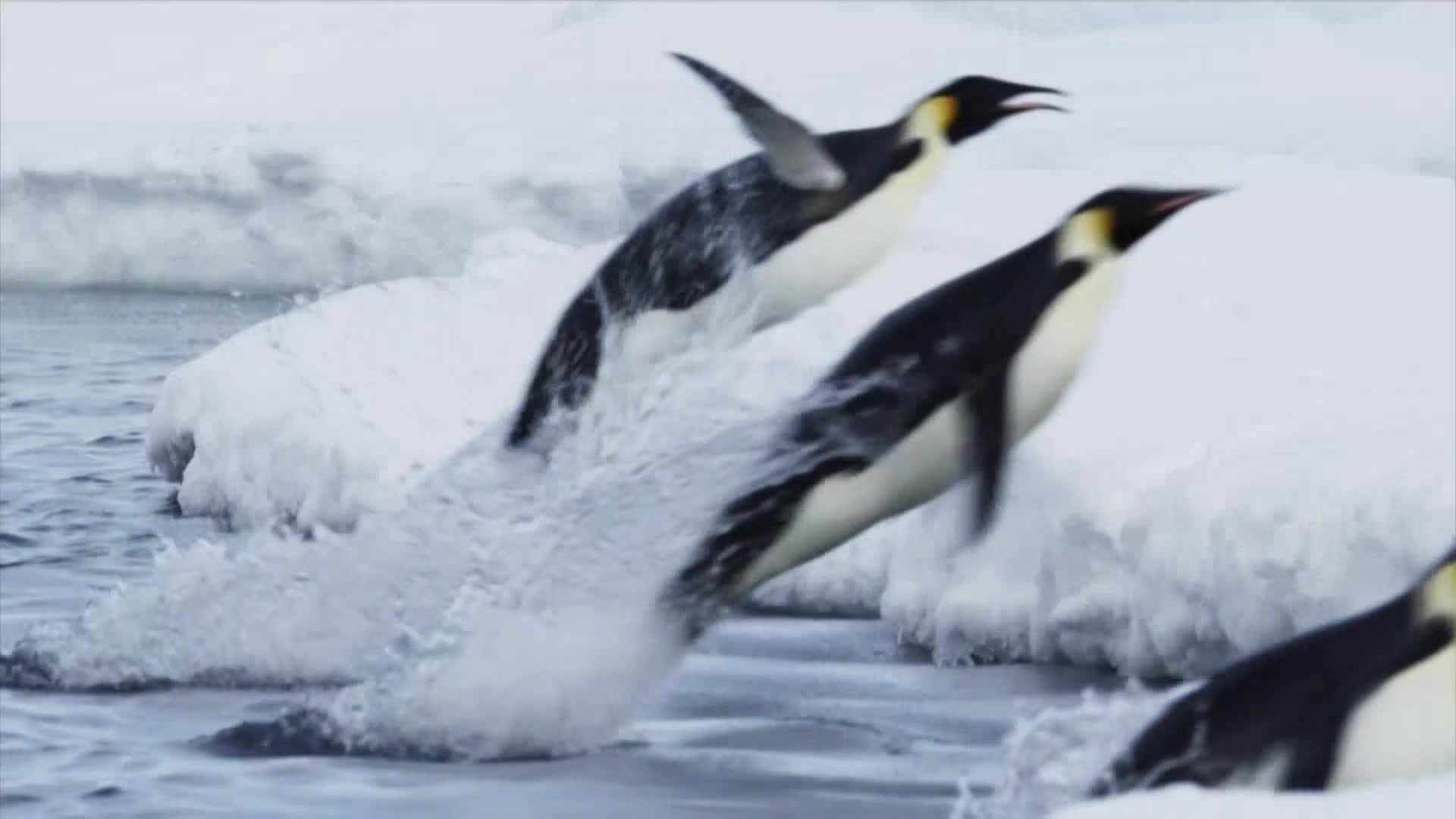 AnimalPlanet