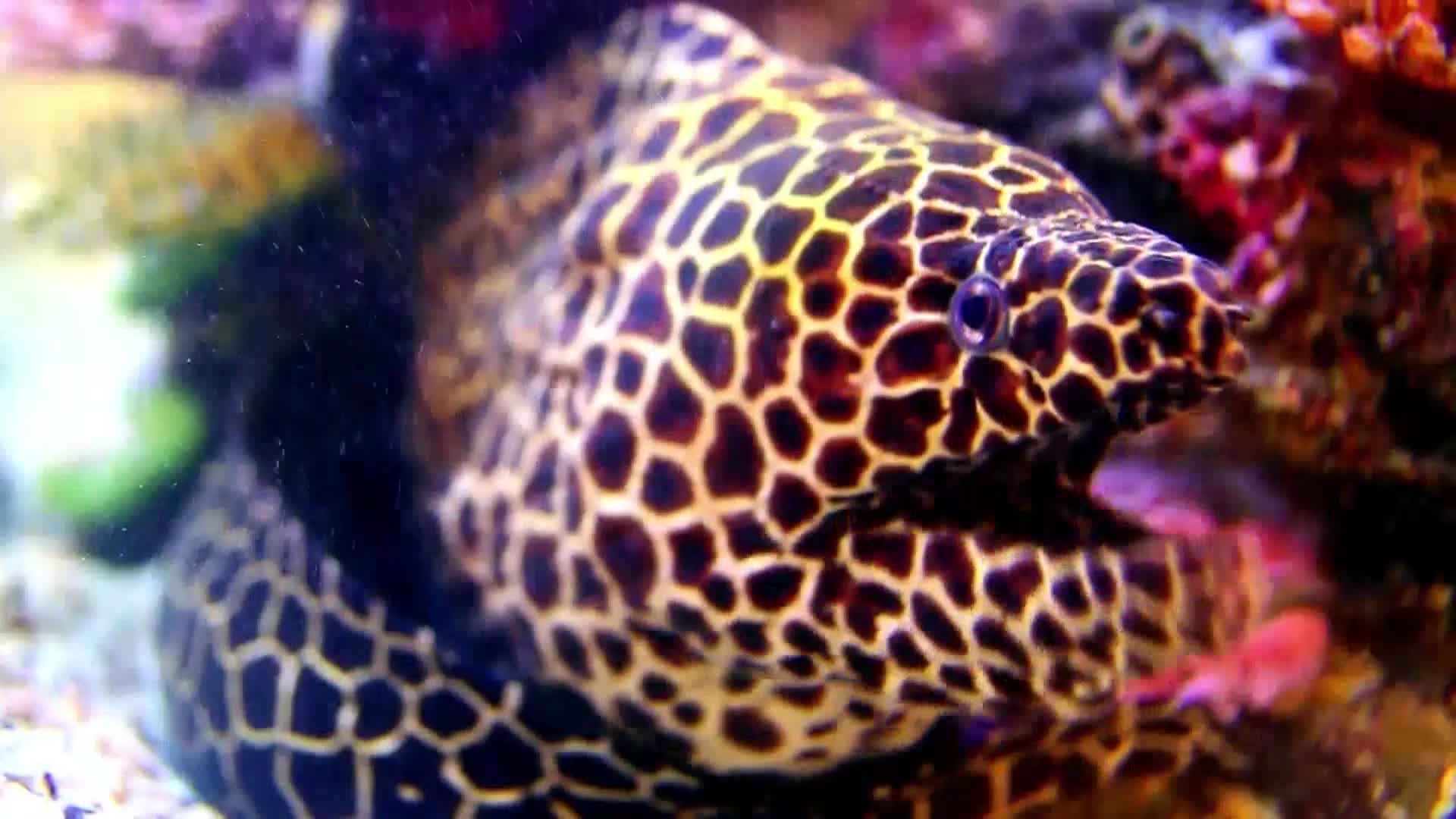 AnimalPlanet