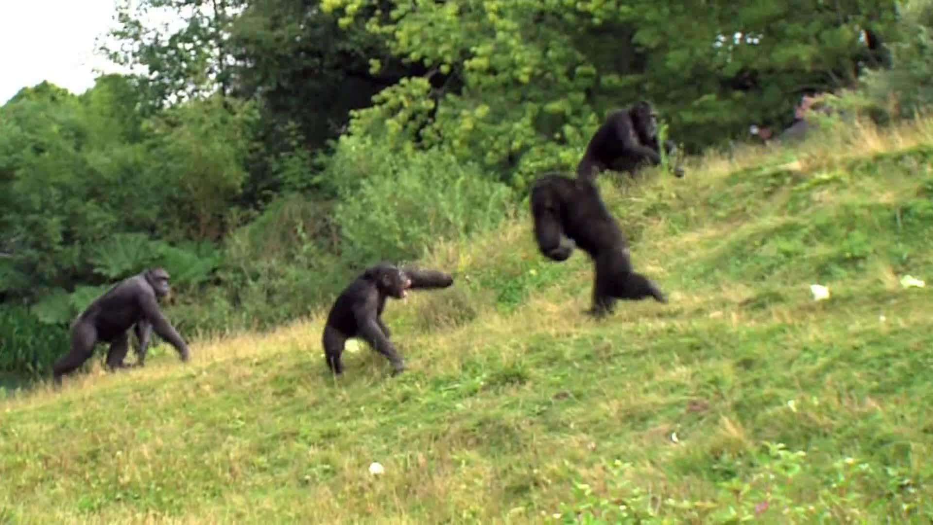 AnimalPlanet