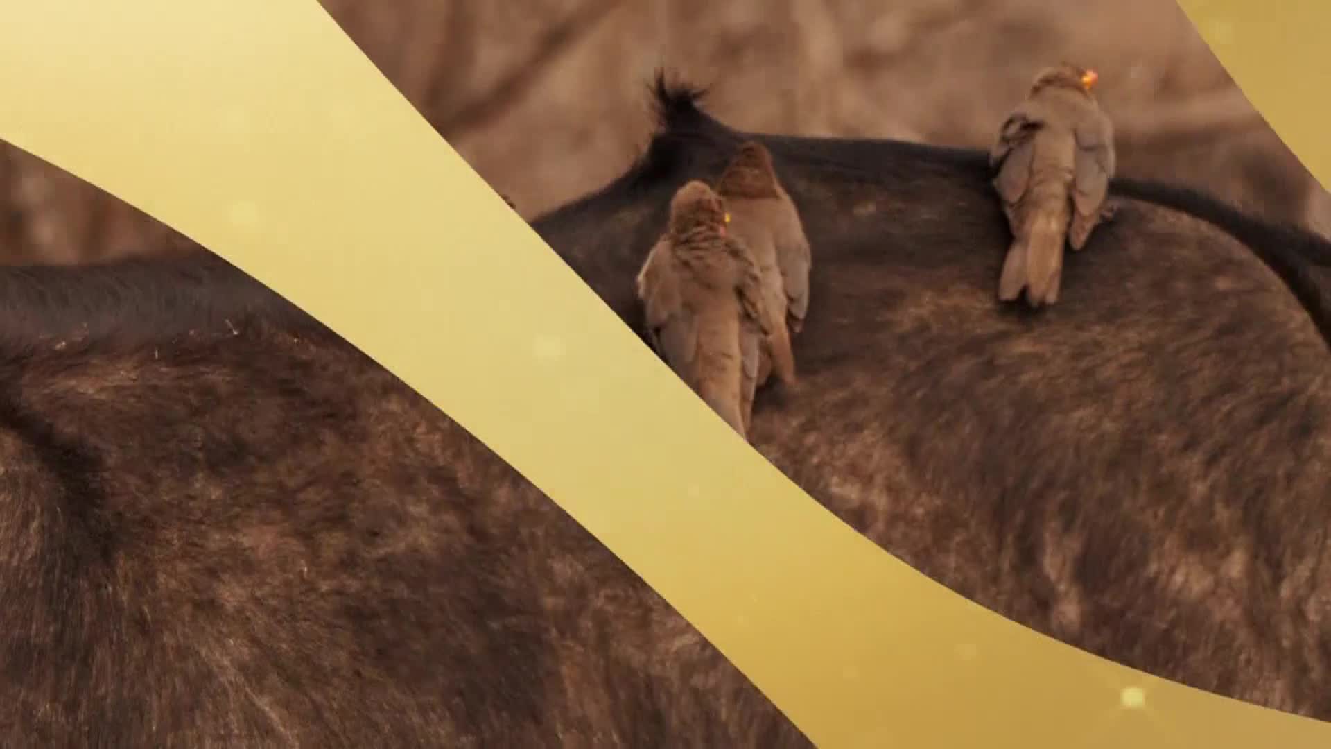 AnimalPlanet