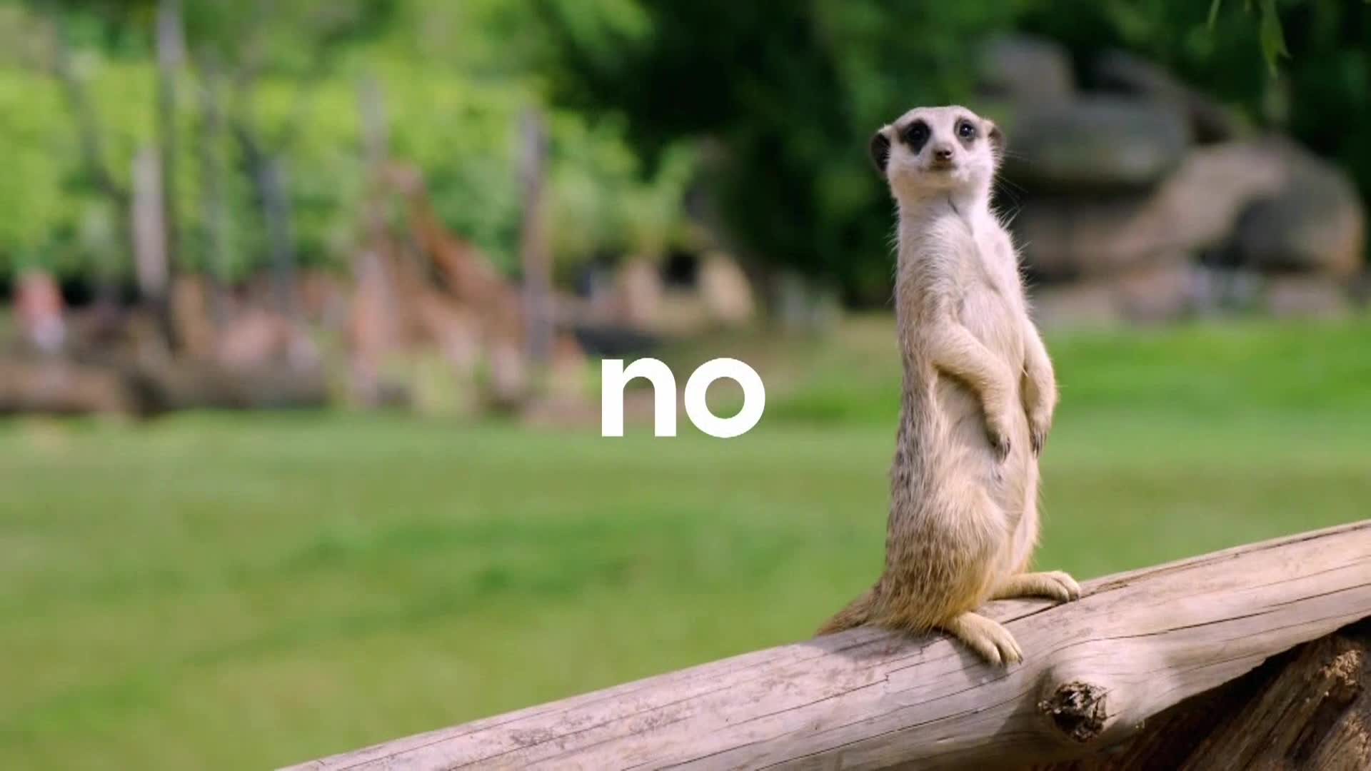 AnimalPlanet