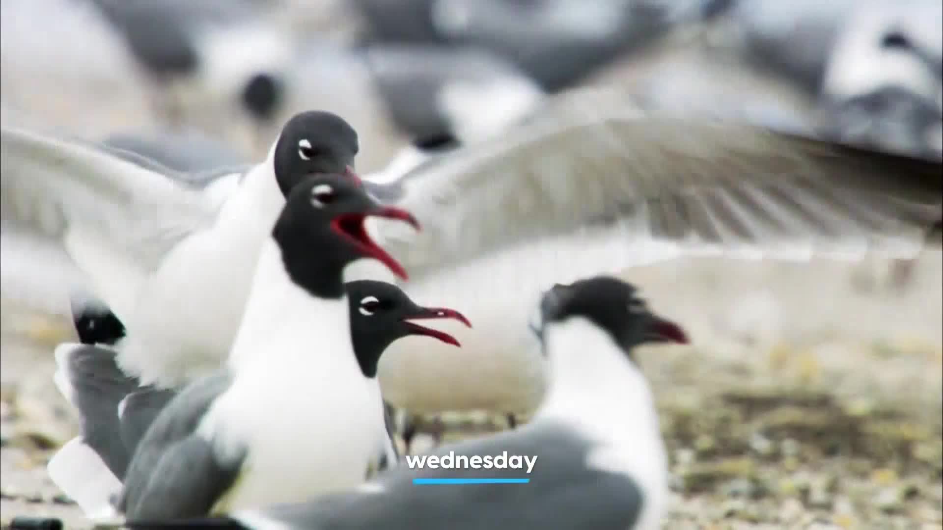AnimalPlanet