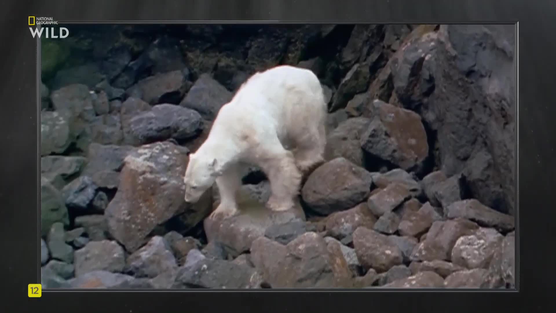 Premium9