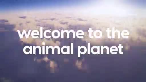 AnimalPlanet