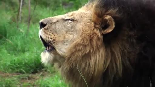 AnimalPlanet