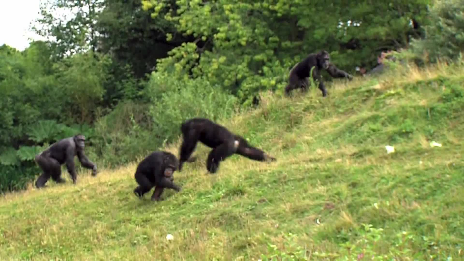 AnimalPlanet