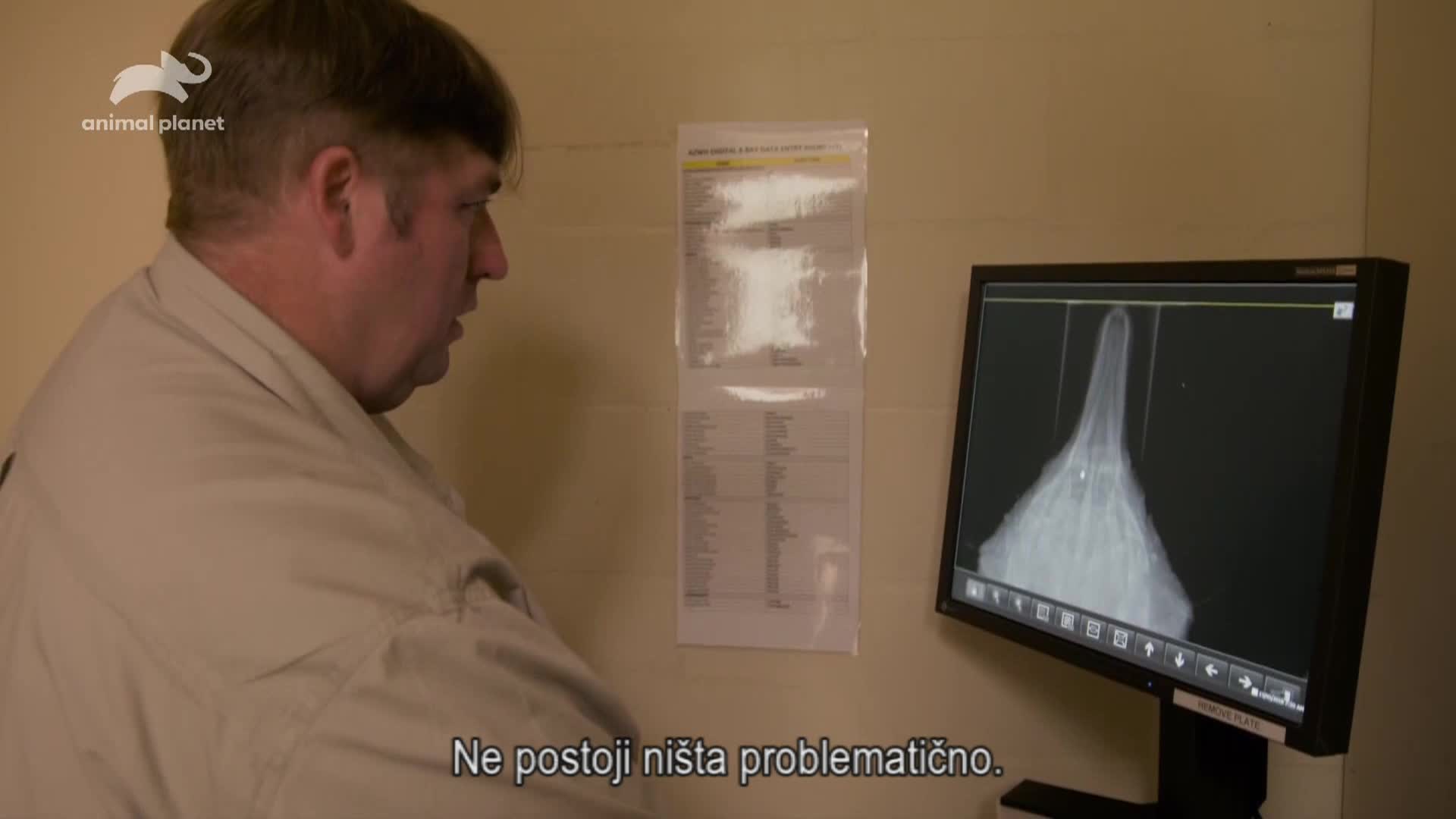 AnimalPlanet