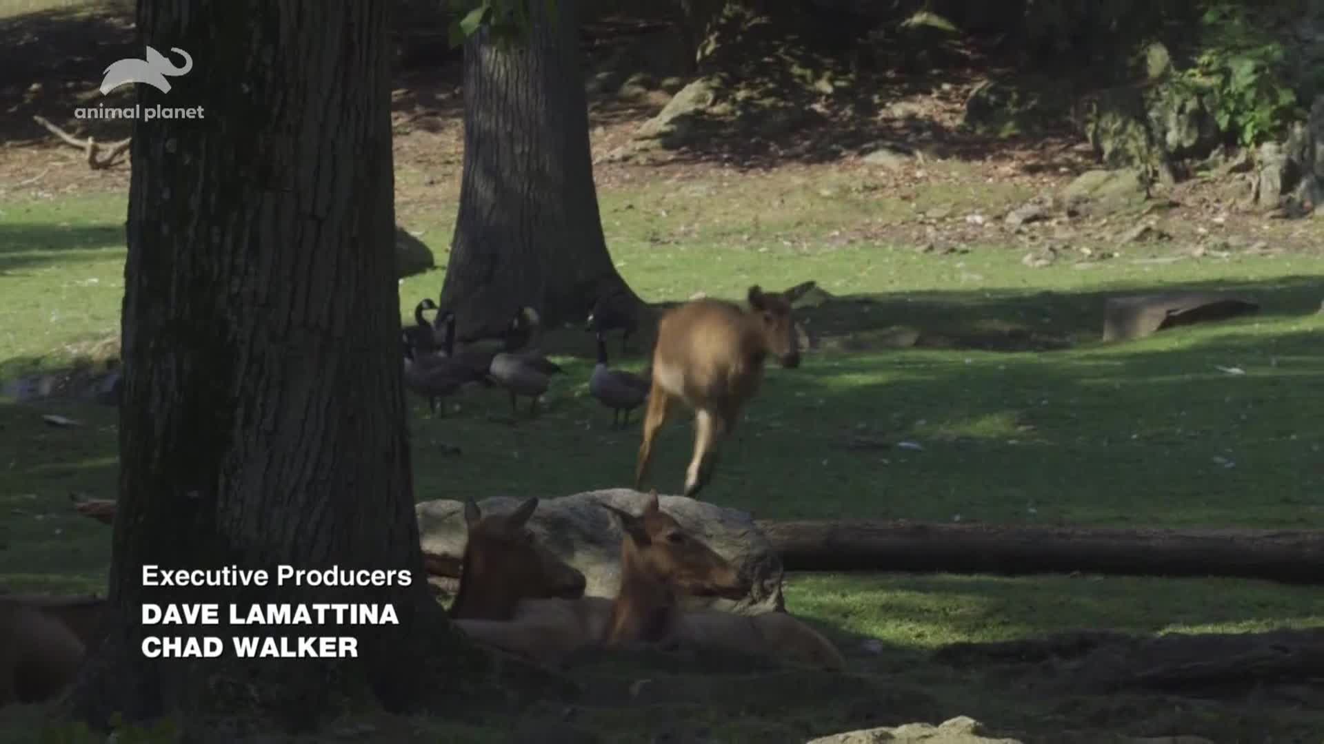 AnimalPlanet