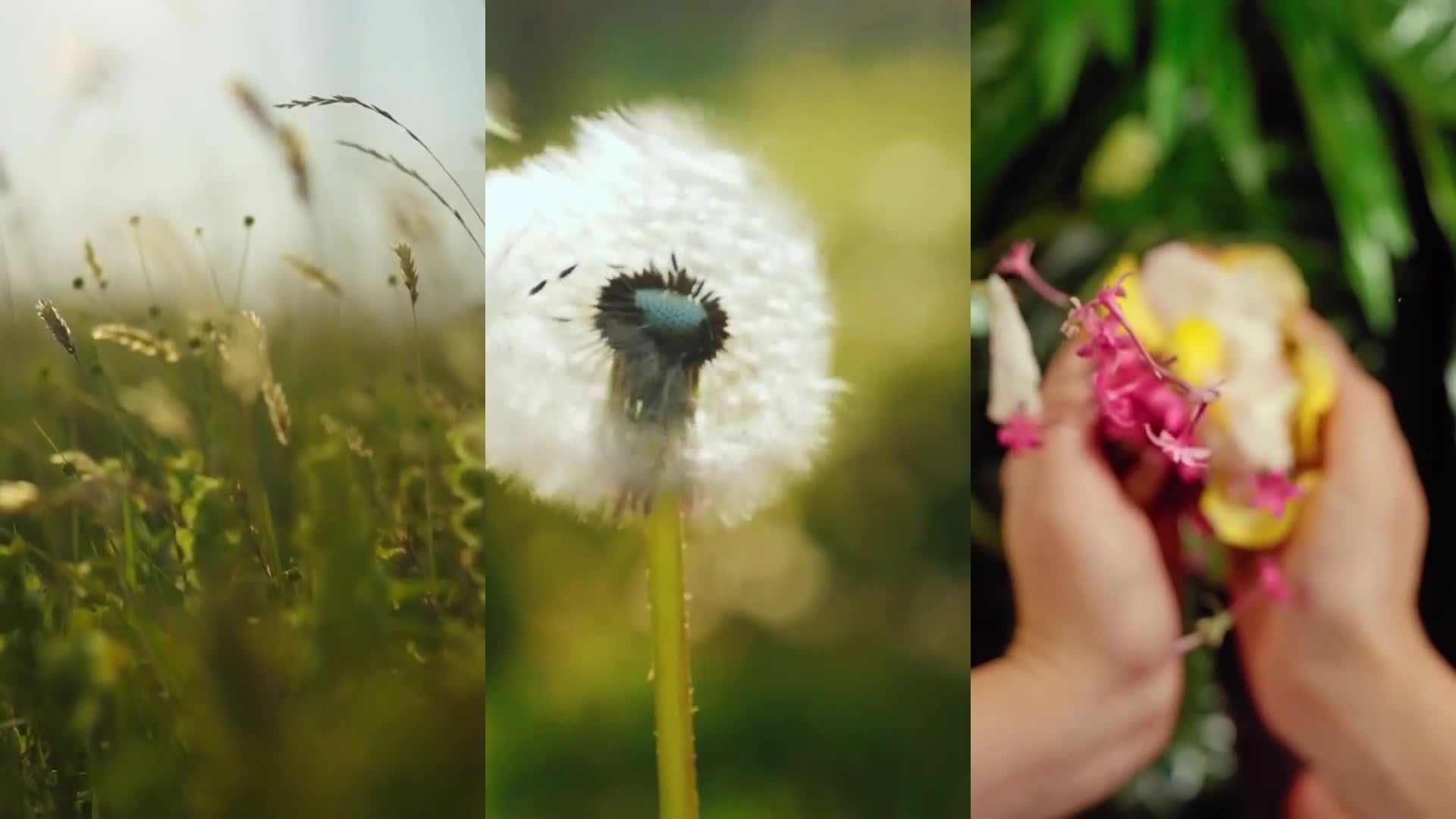 PinkPremium