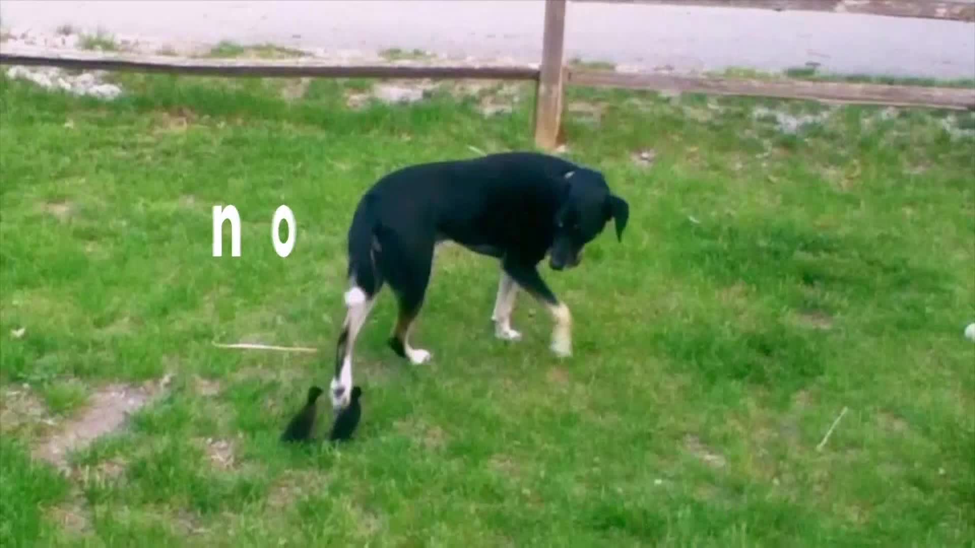 AnimalPlanet