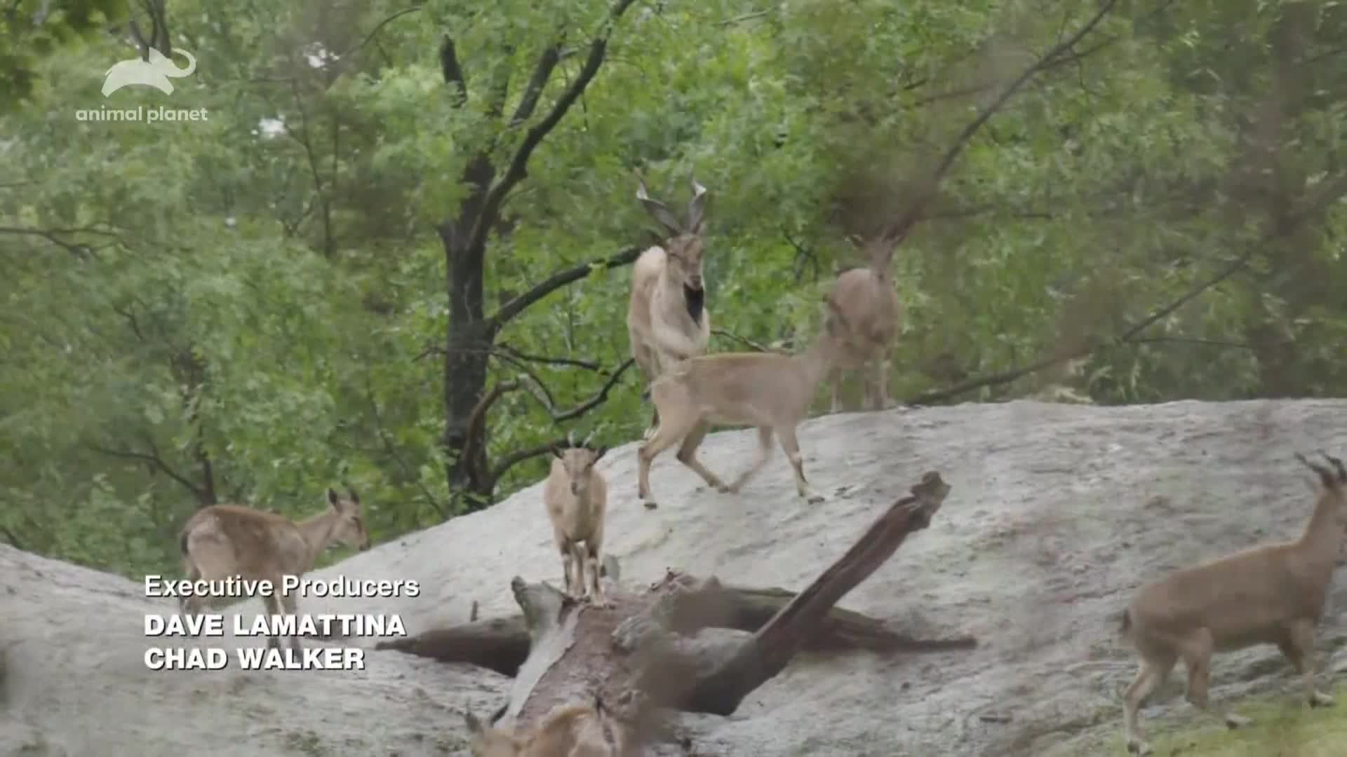 AnimalPlanet