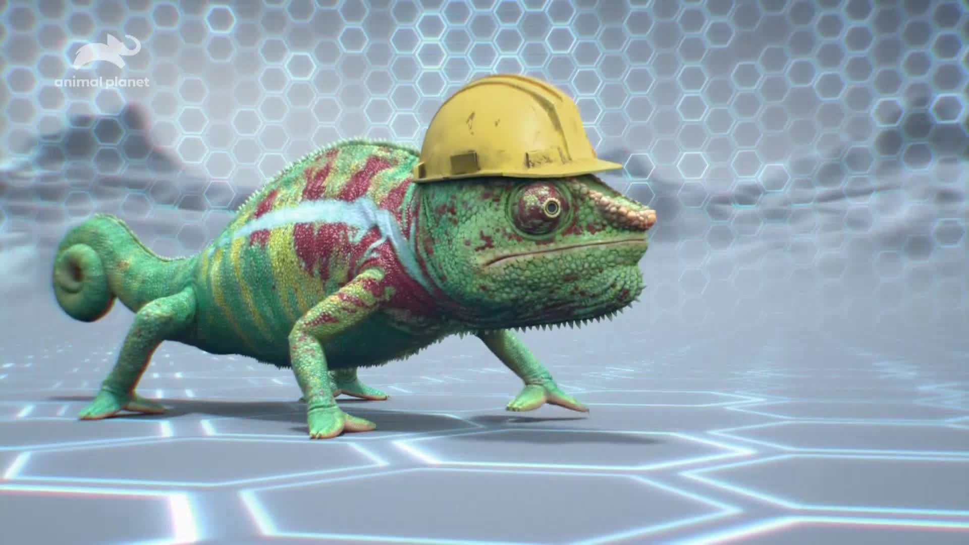 AnimalPlanet