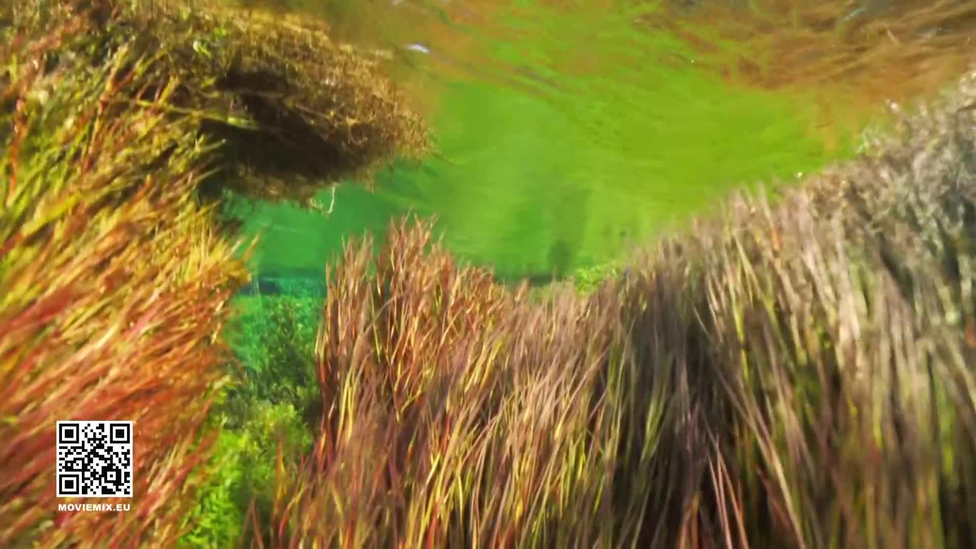 DokuTV