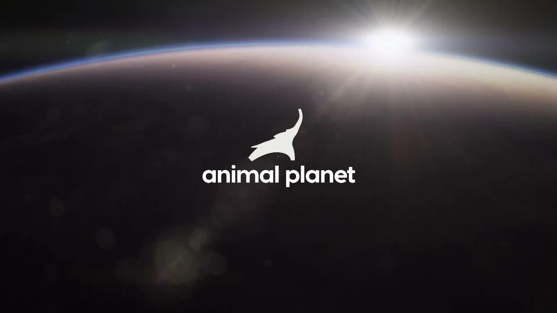 AnimalPlanet