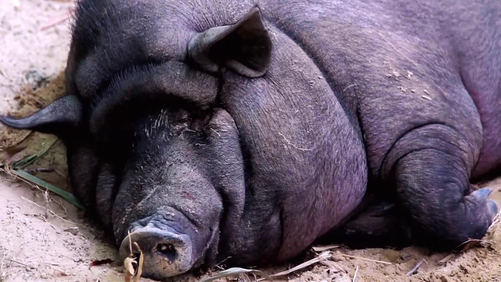 AnimalPlanet