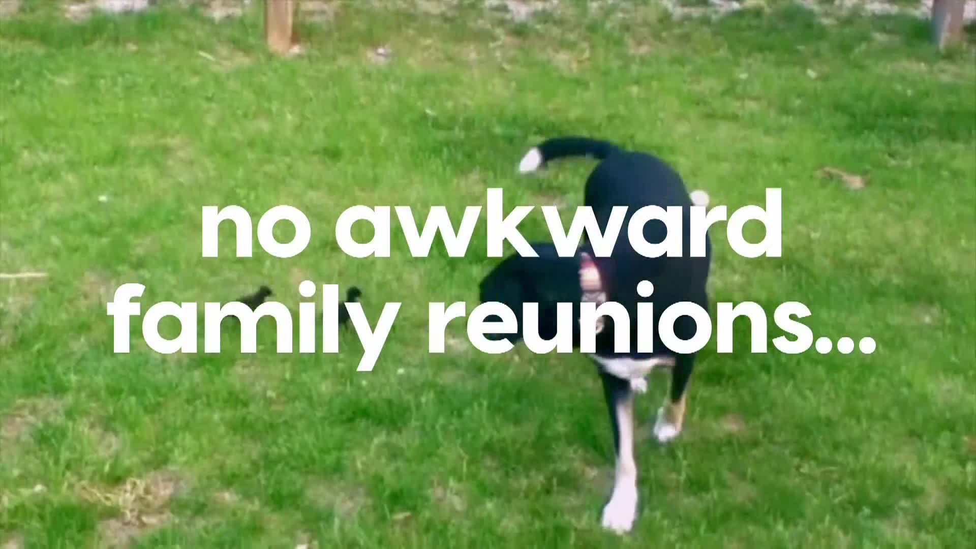 AnimalPlanet