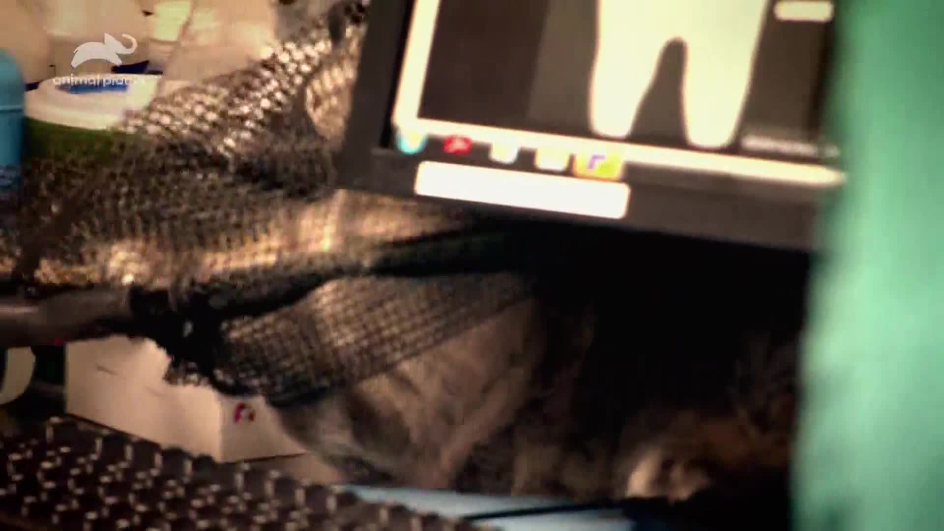 AnimalPlanet