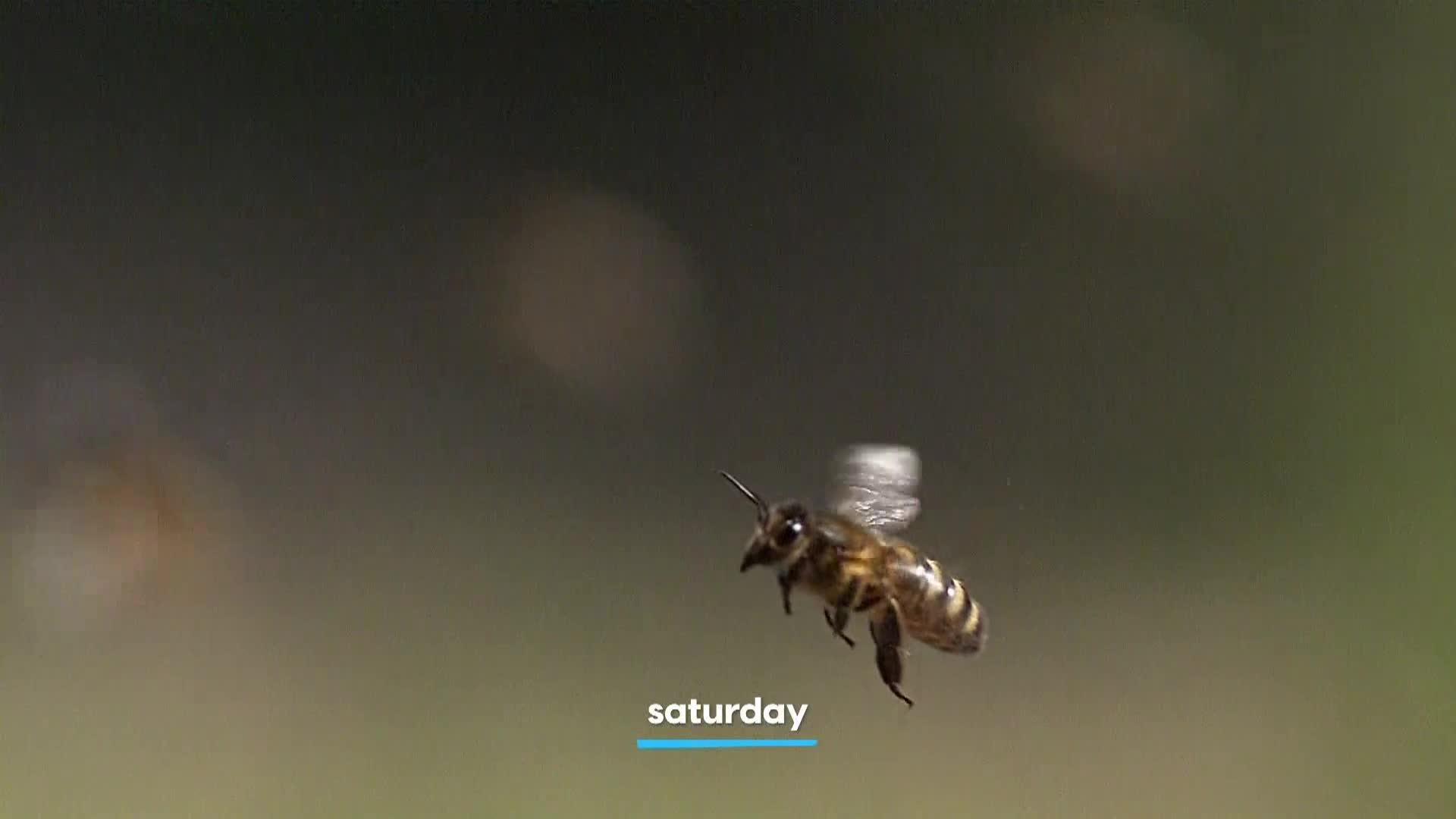 AnimalPlanet
