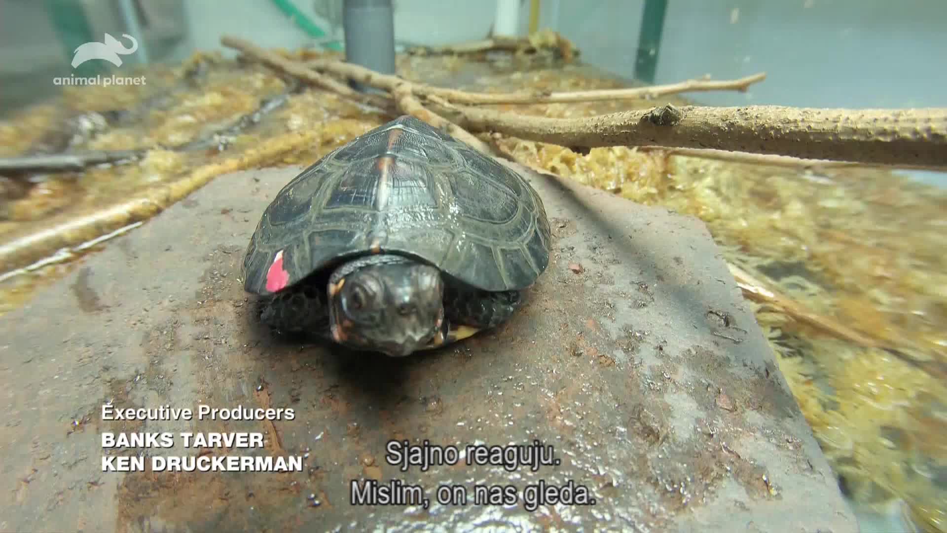 AnimalPlanet