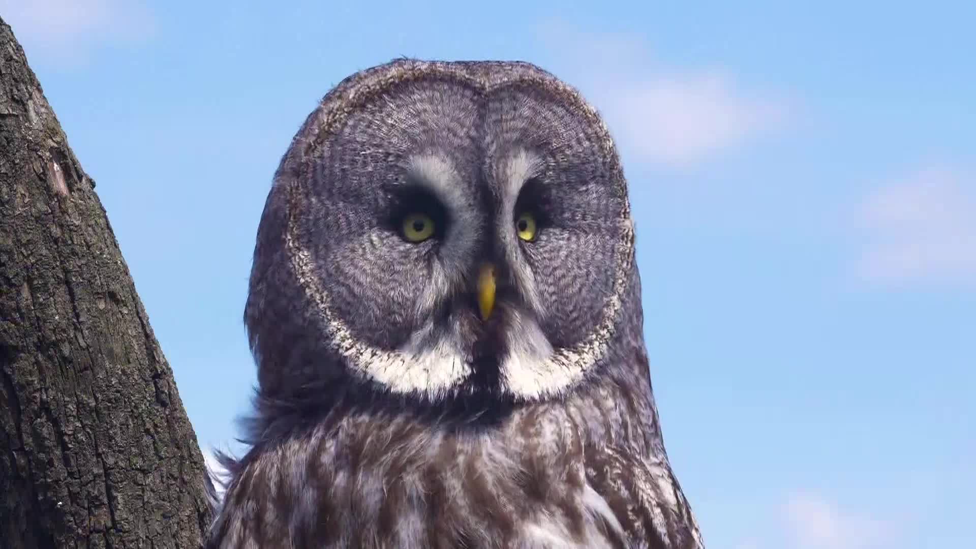 AnimalPlanet
