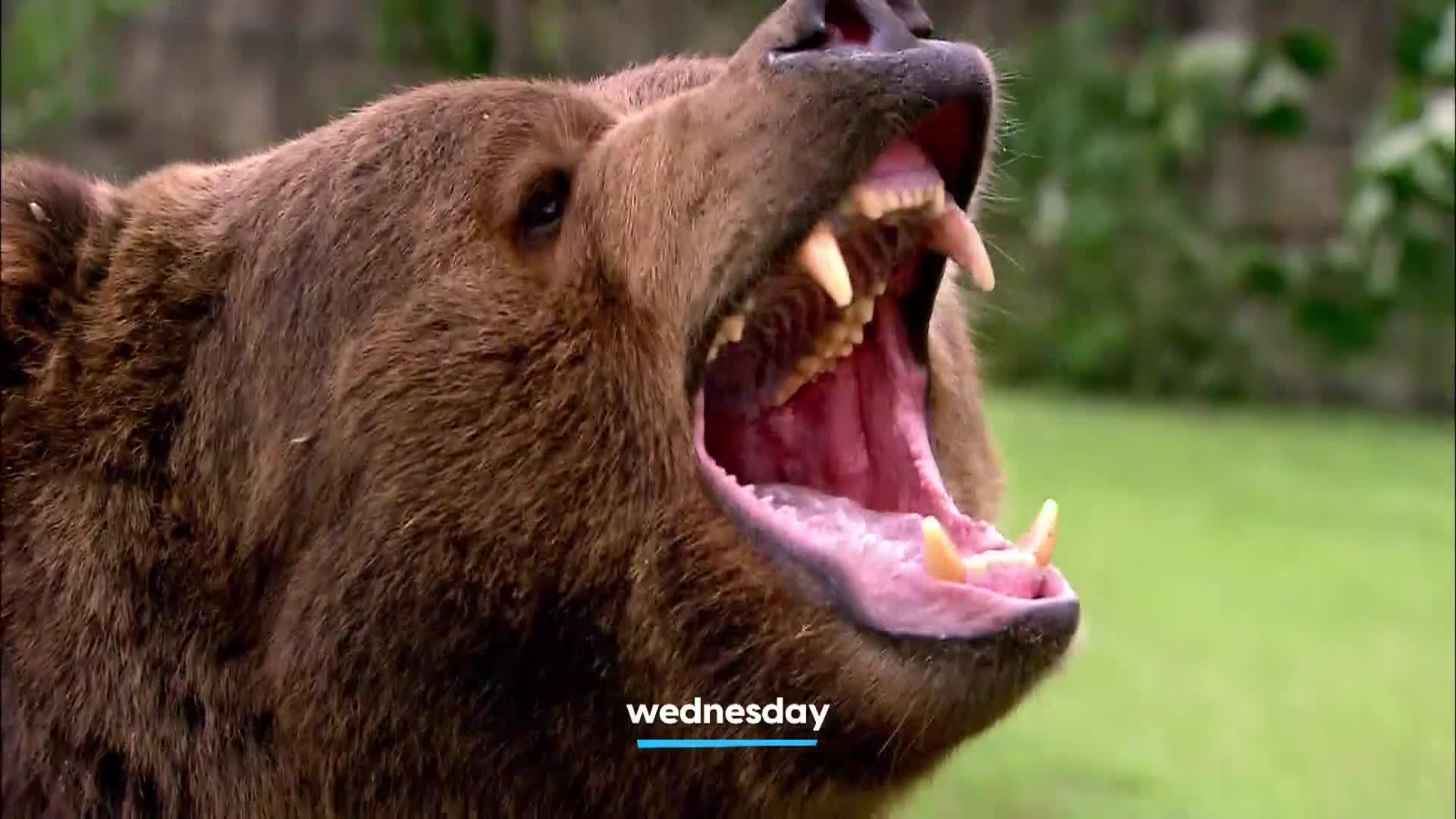 AnimalPlanet
