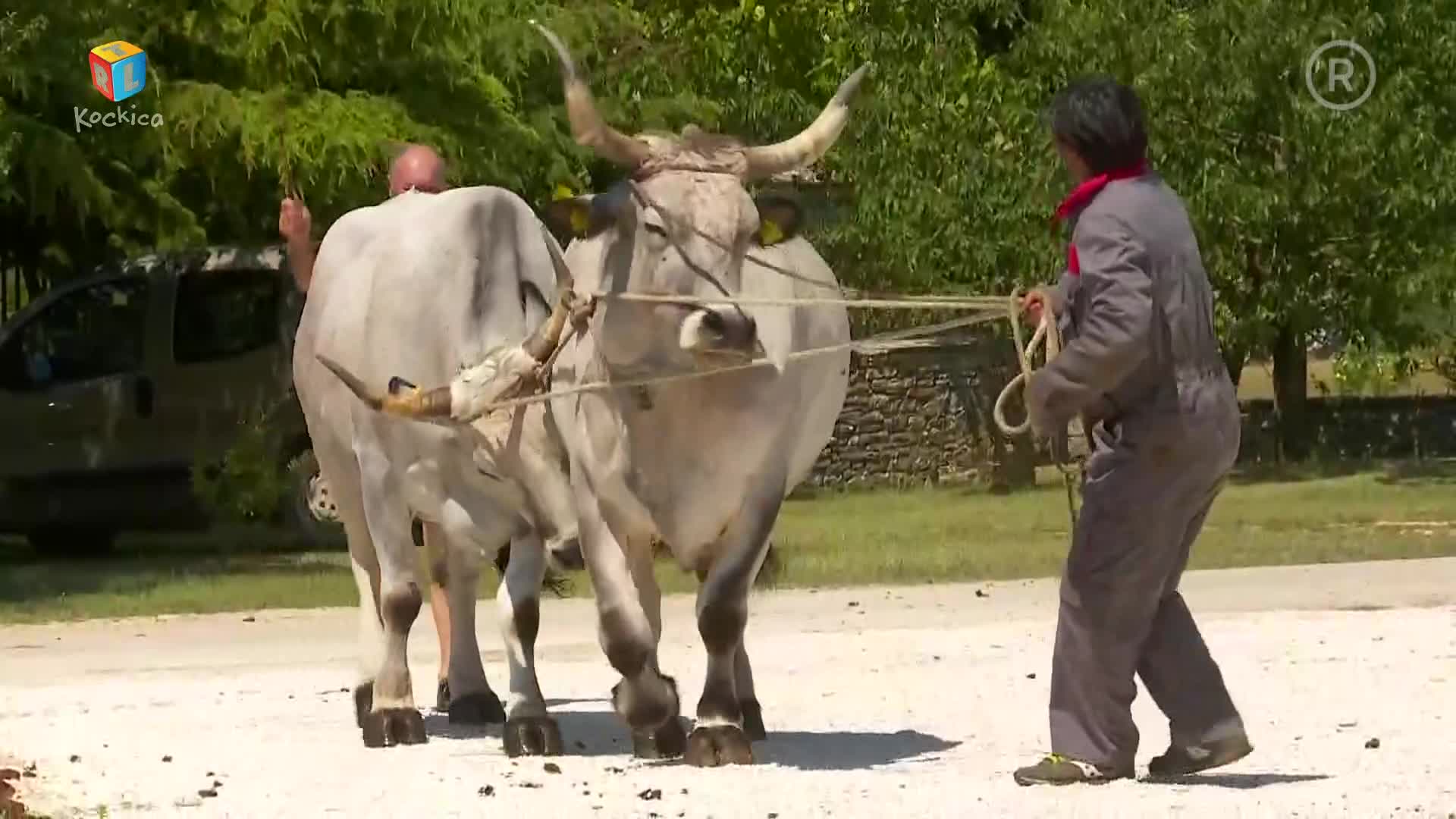 RTLKockica
