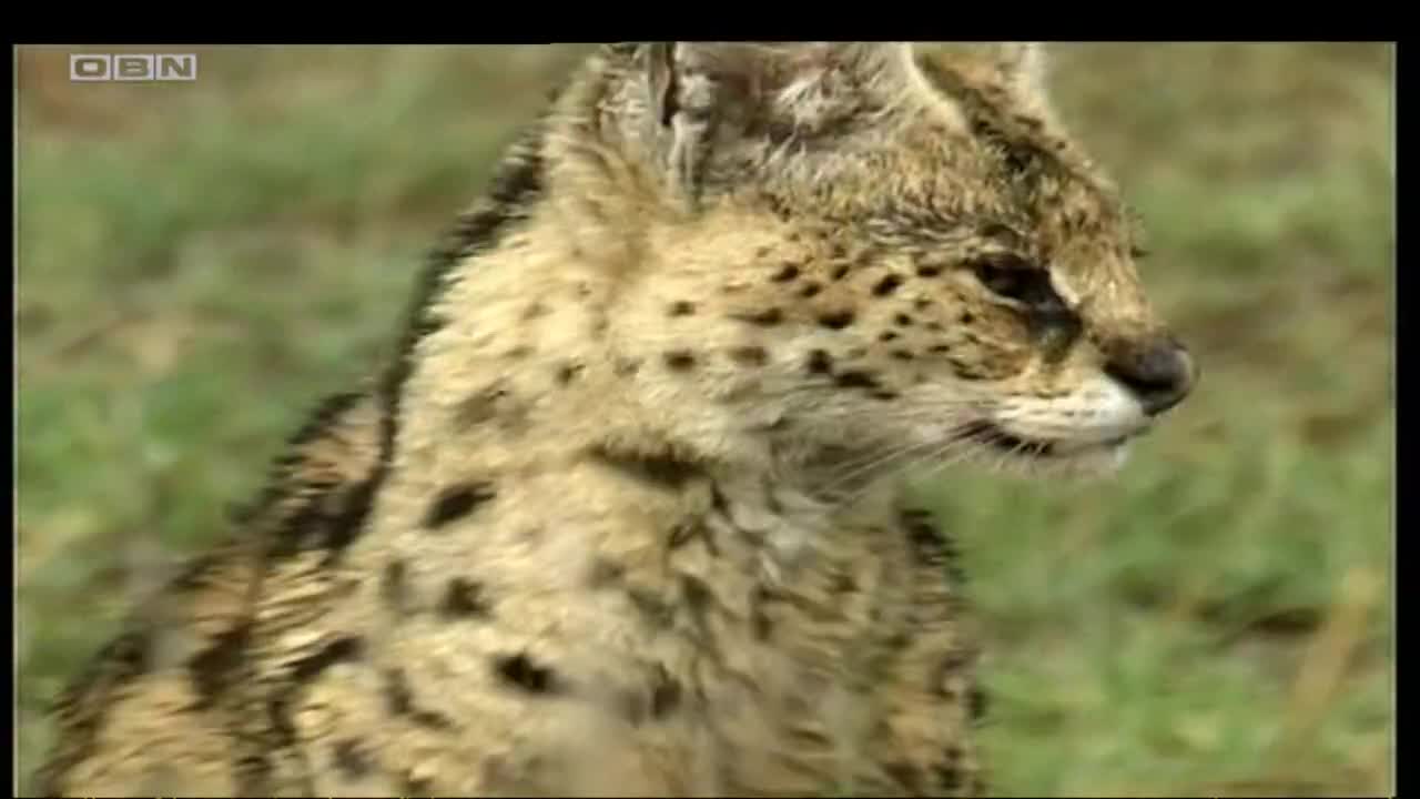 obn