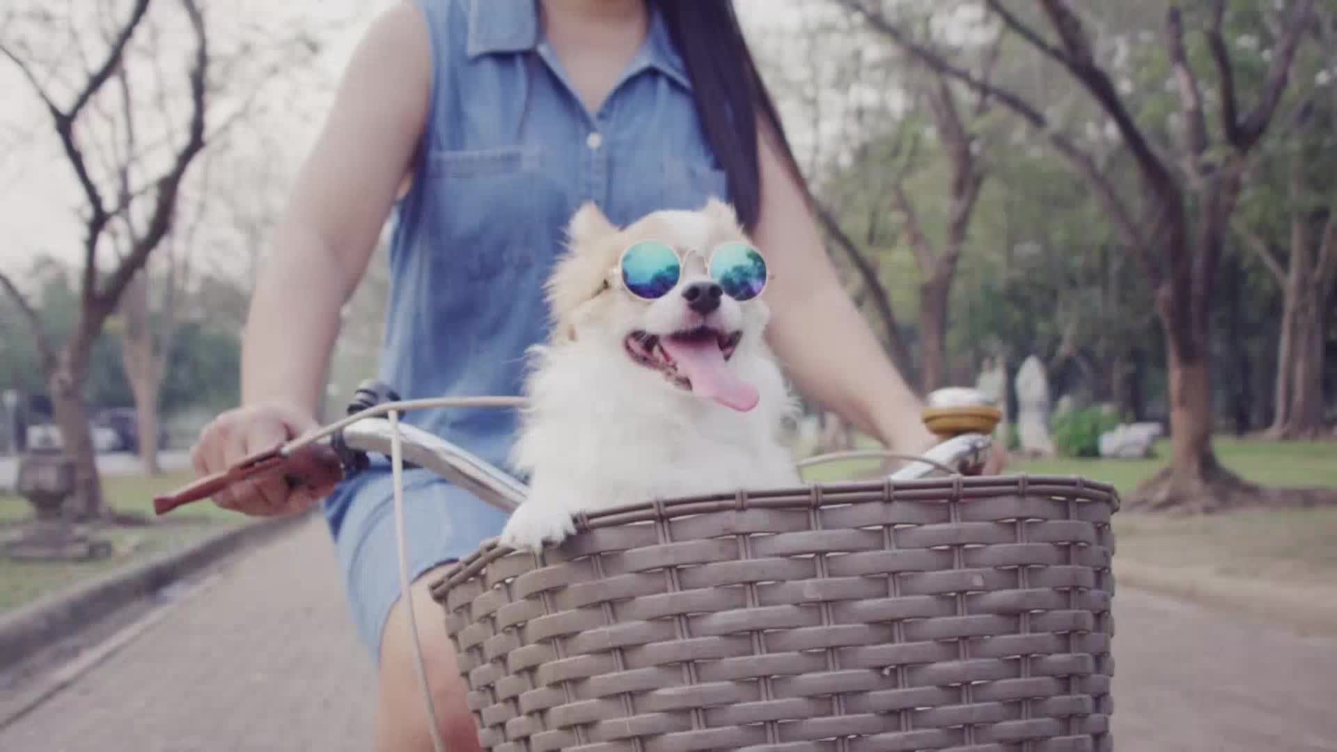 AnimalPlanet