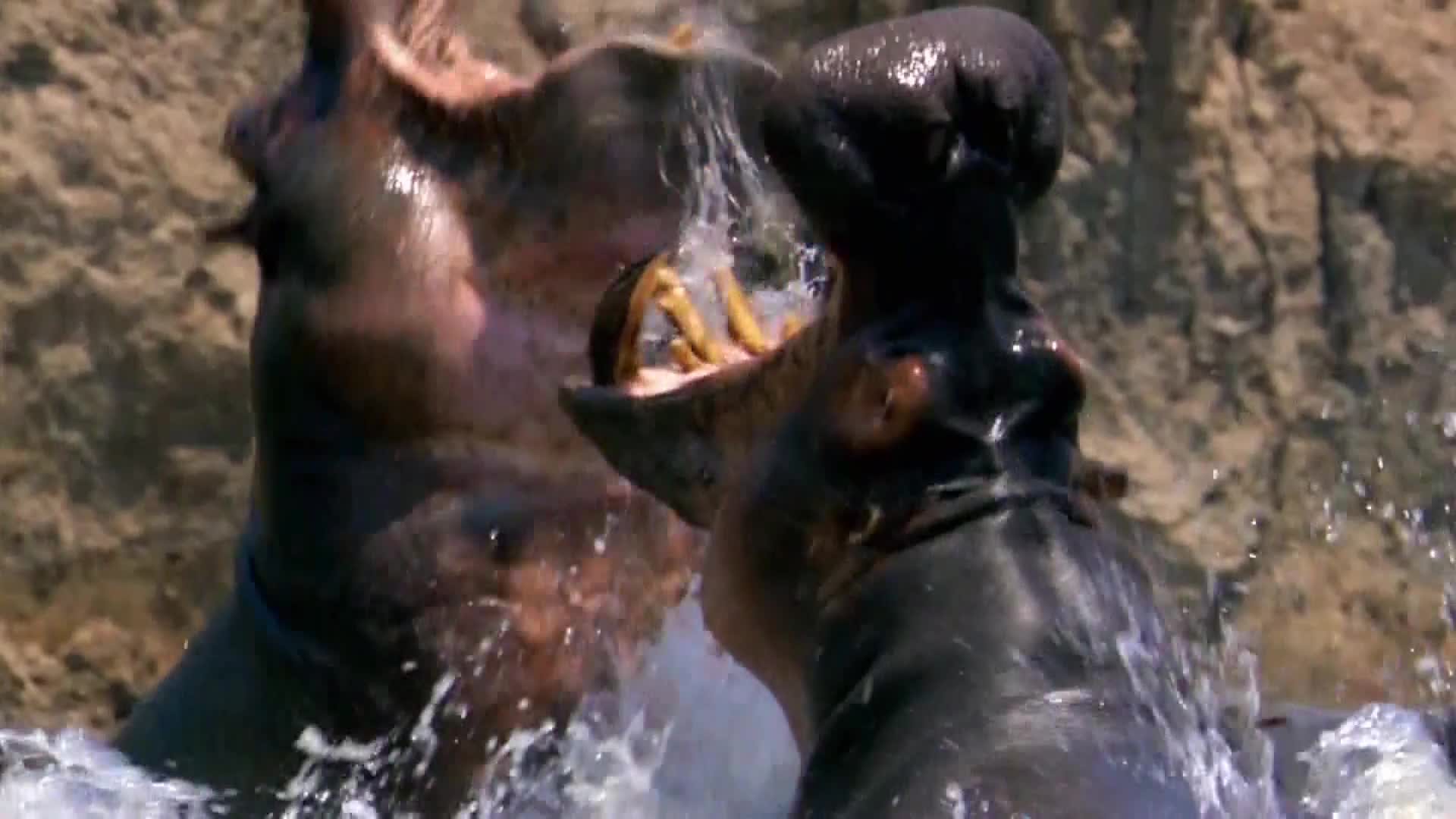 AnimalPlanet