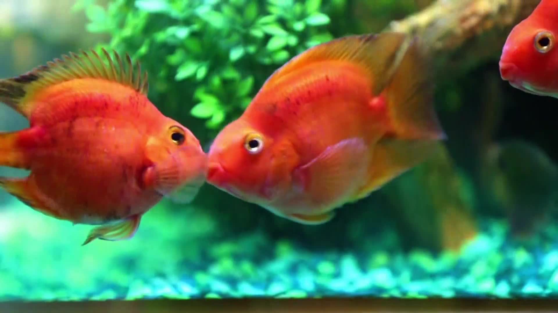 AnimalPlanet