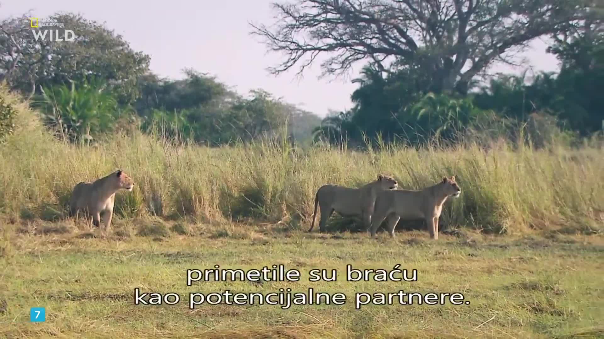 Premium9