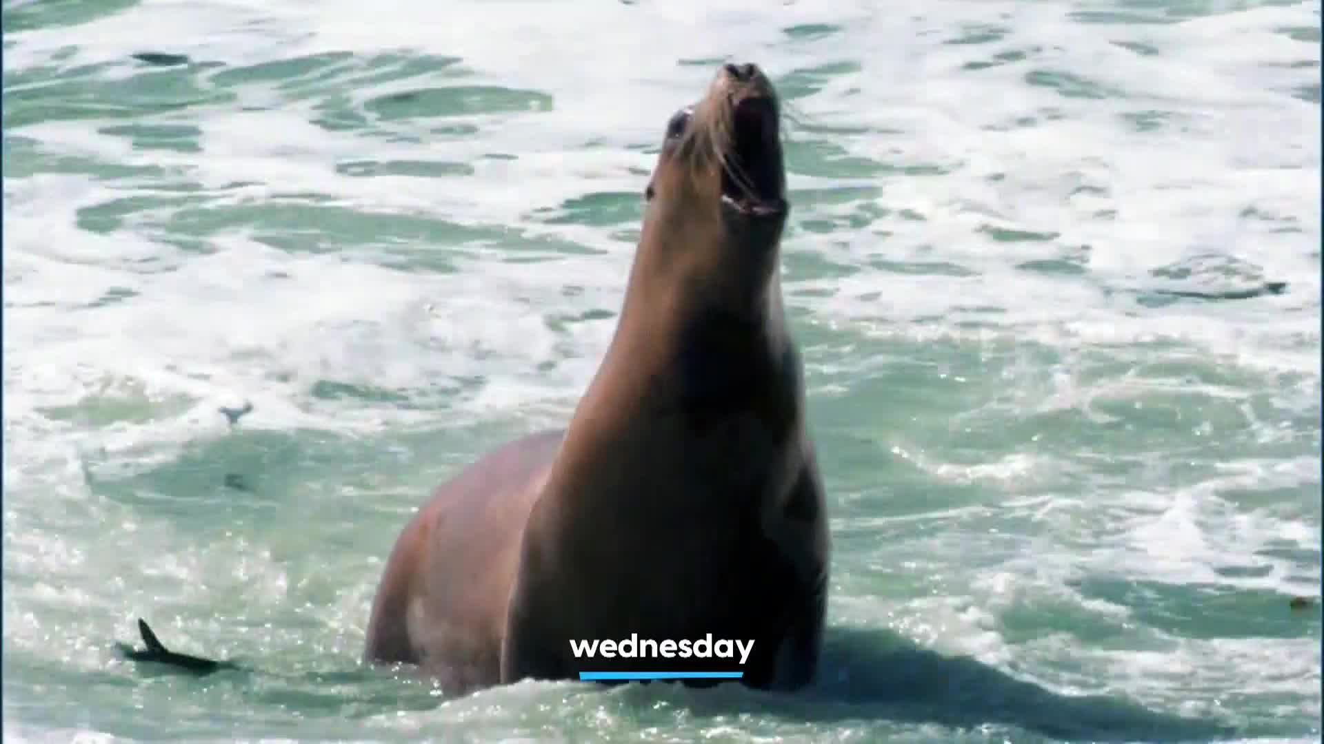 AnimalPlanet