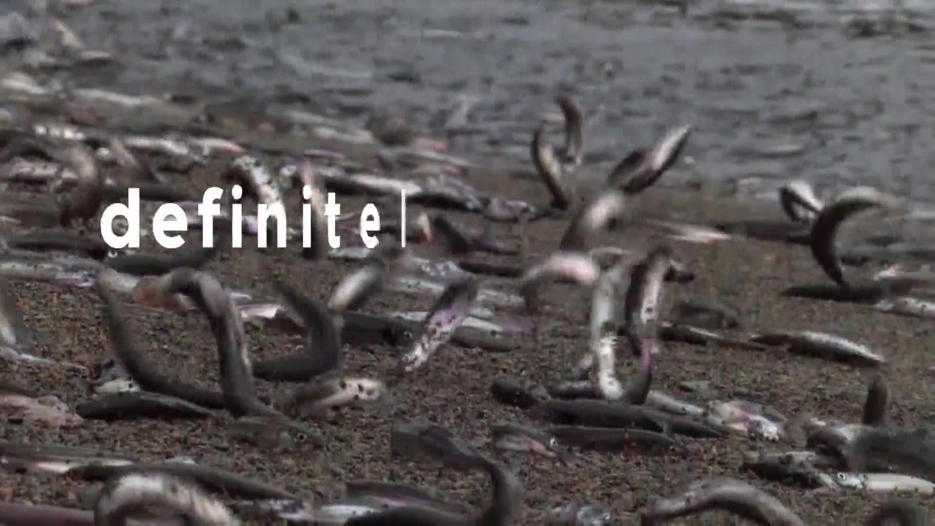 AnimalPlanet