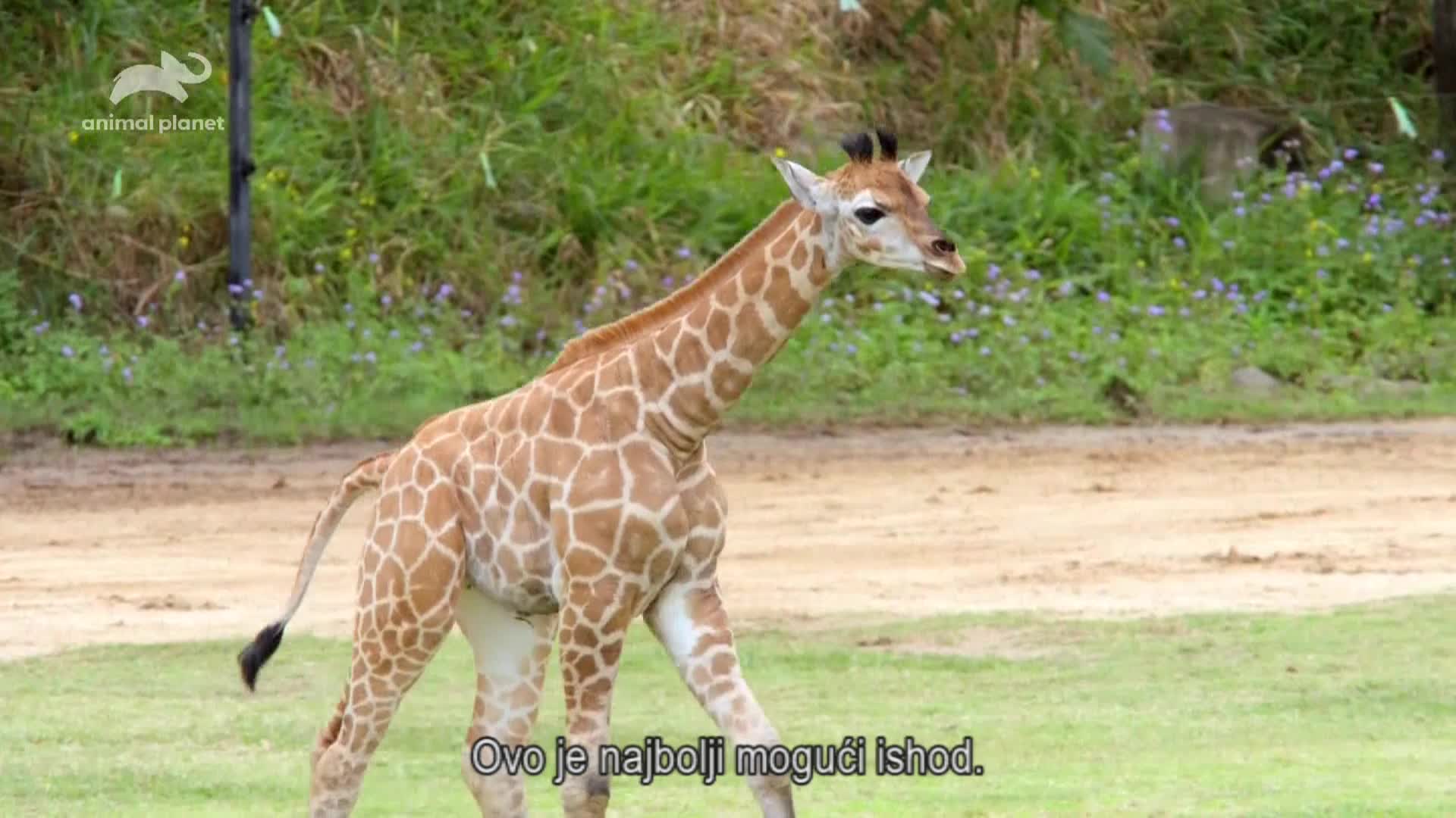 AnimalPlanet