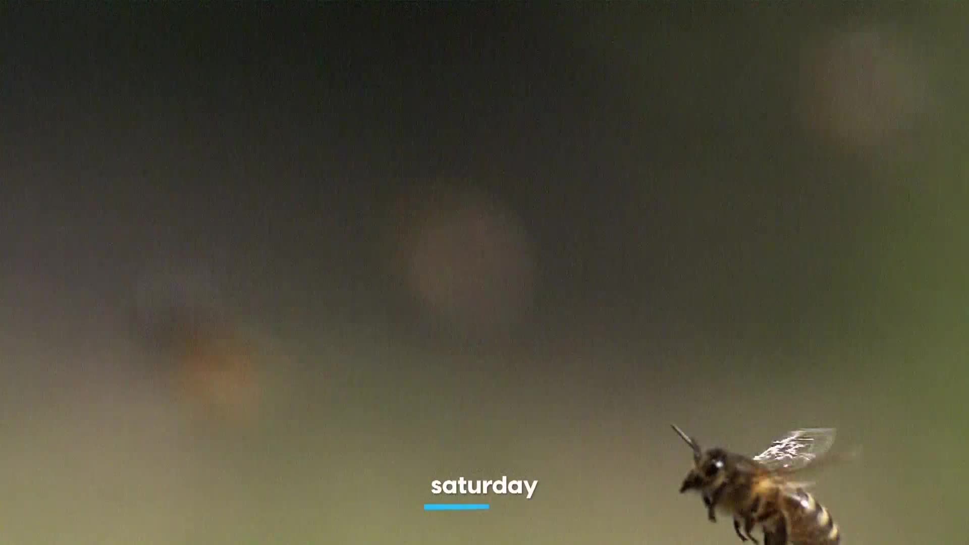 AnimalPlanet