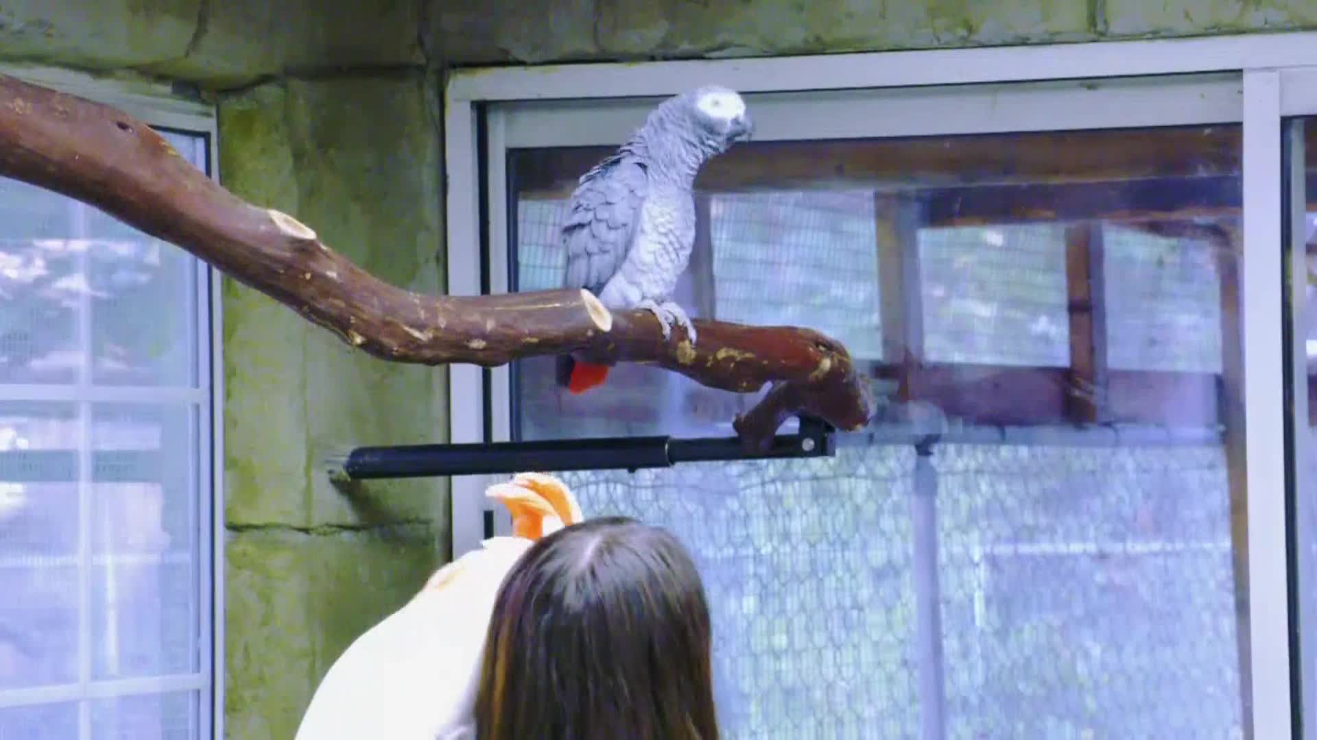 AnimalPlanet