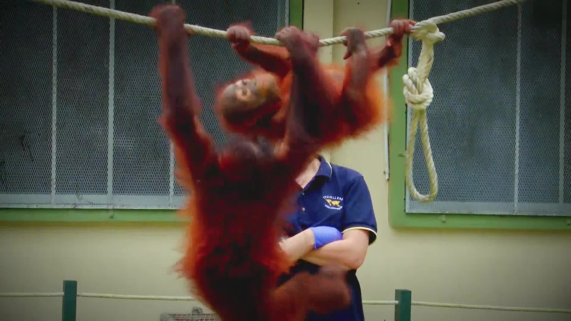 AnimalPlanet