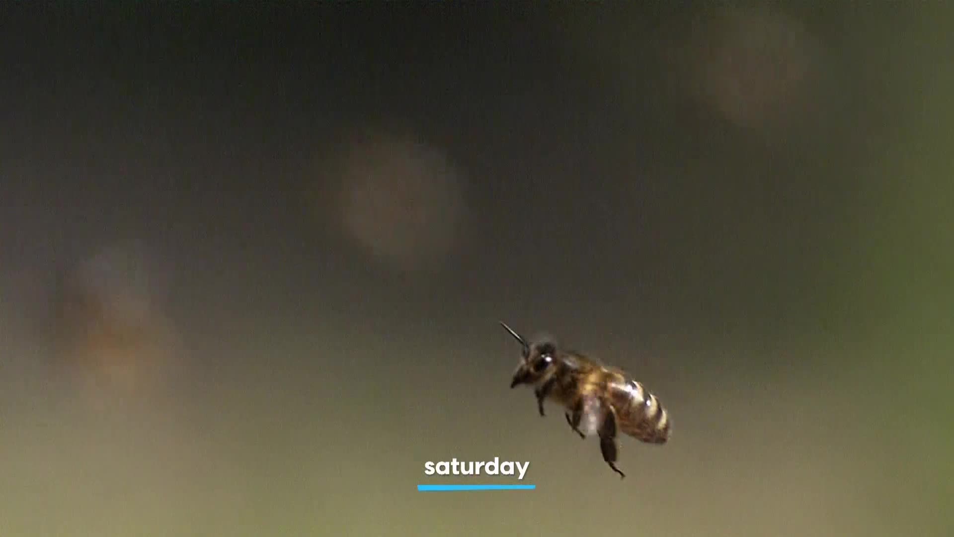 AnimalPlanet