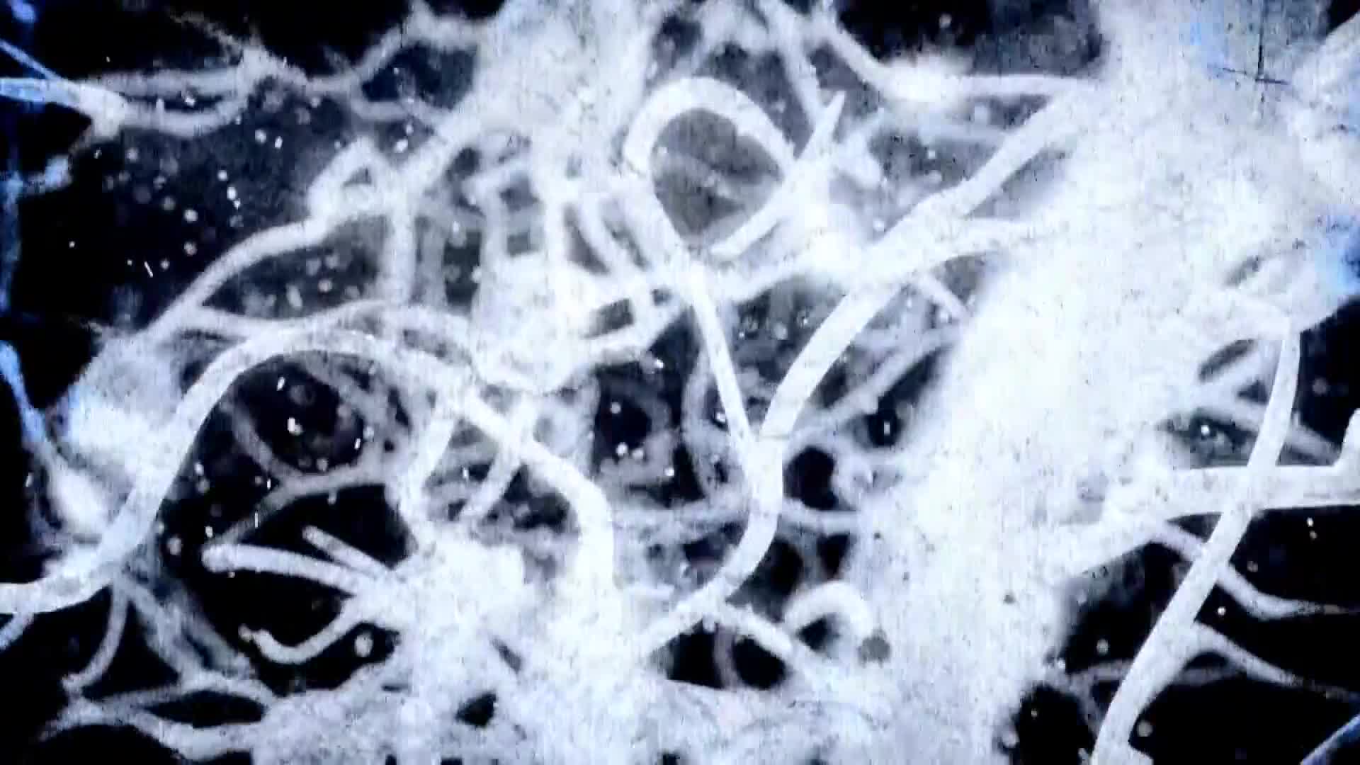 AnimalPlanet