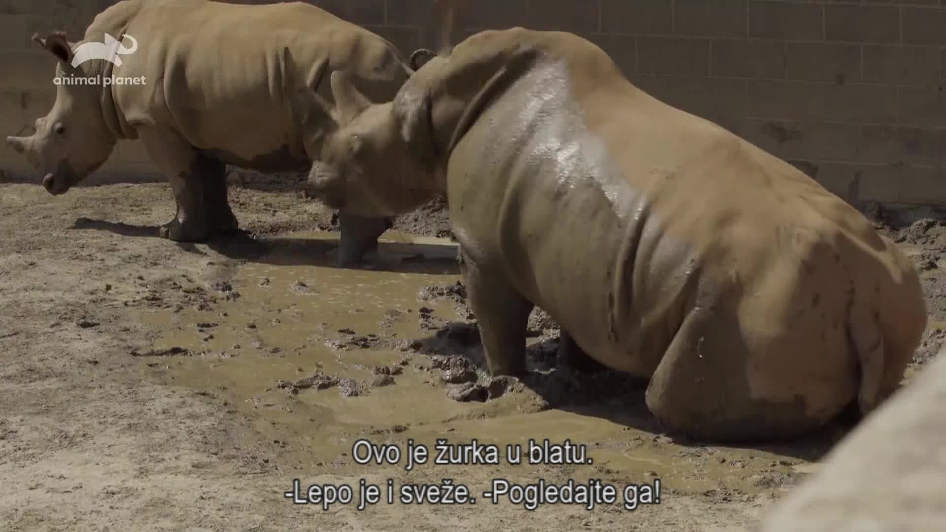 AnimalPlanet