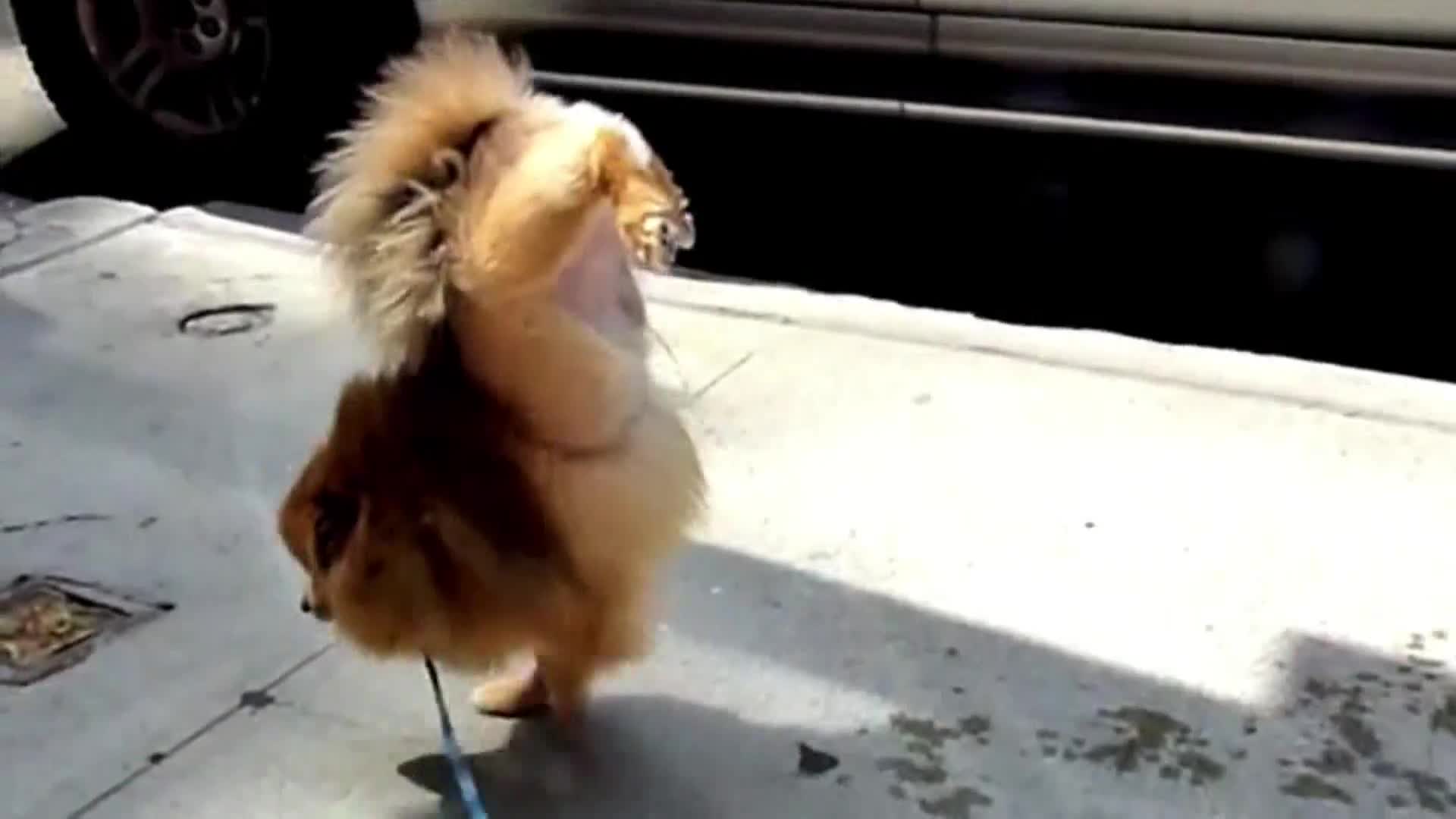 AnimalPlanet