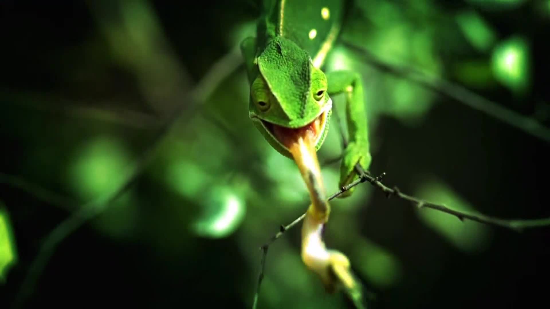 AnimalPlanet